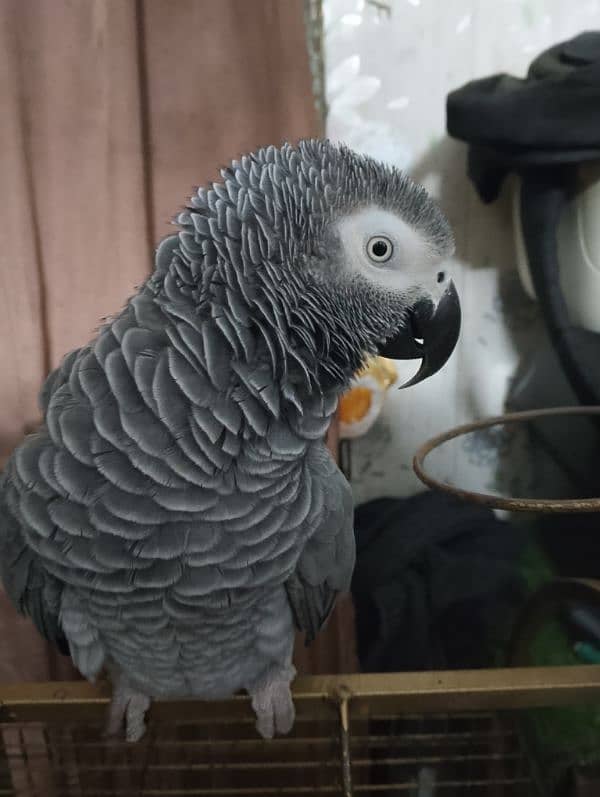 African Grey Parrot 0