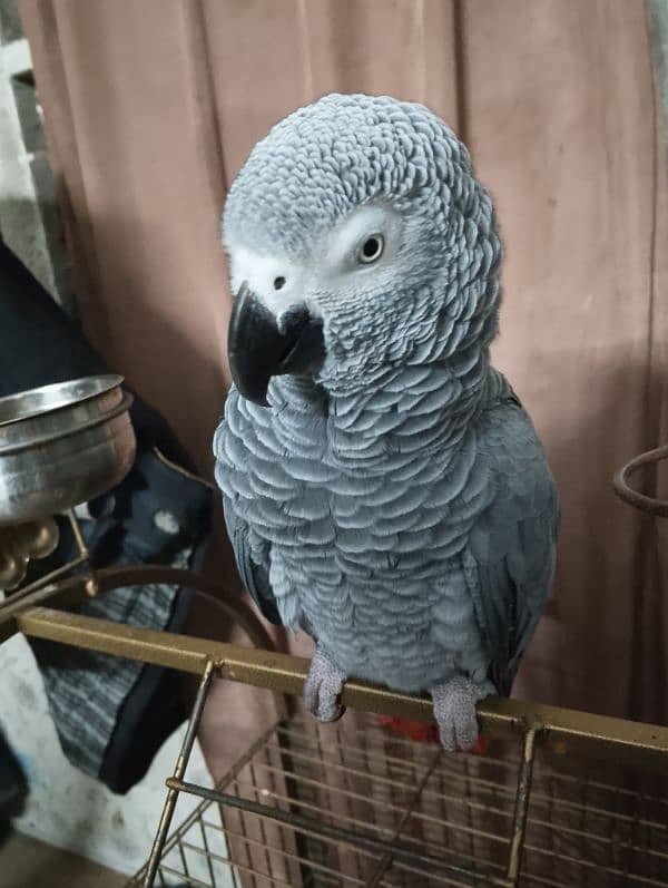 African Grey Parrot 1