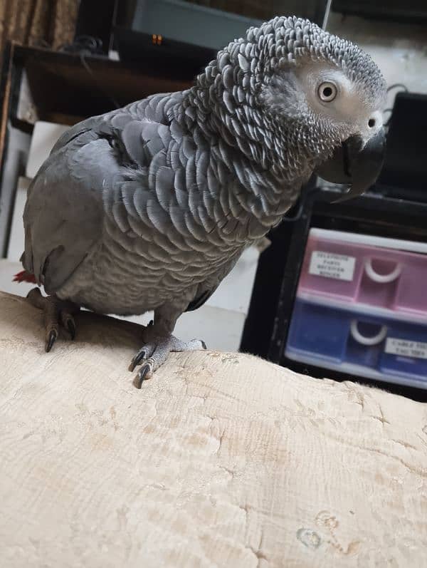 African Grey Parrot 2