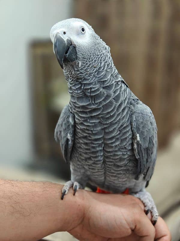 African Grey Parrot 3