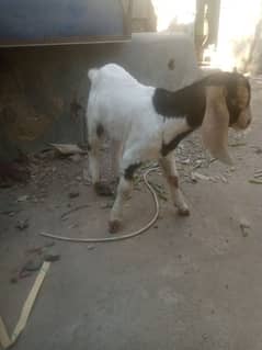 4 dant tapri bakri ek bacha h male 45 hzr