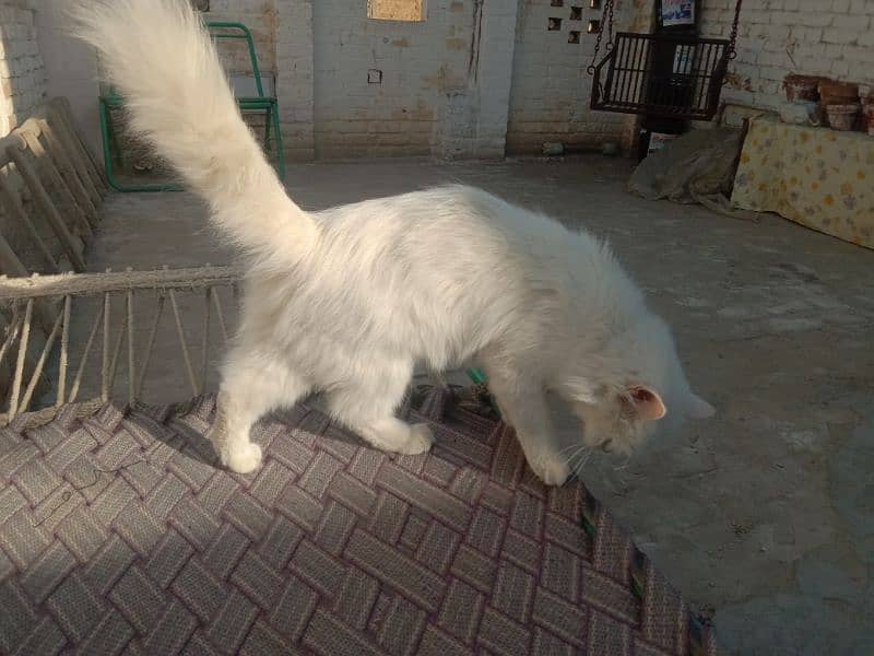 persian cat triple coat 2