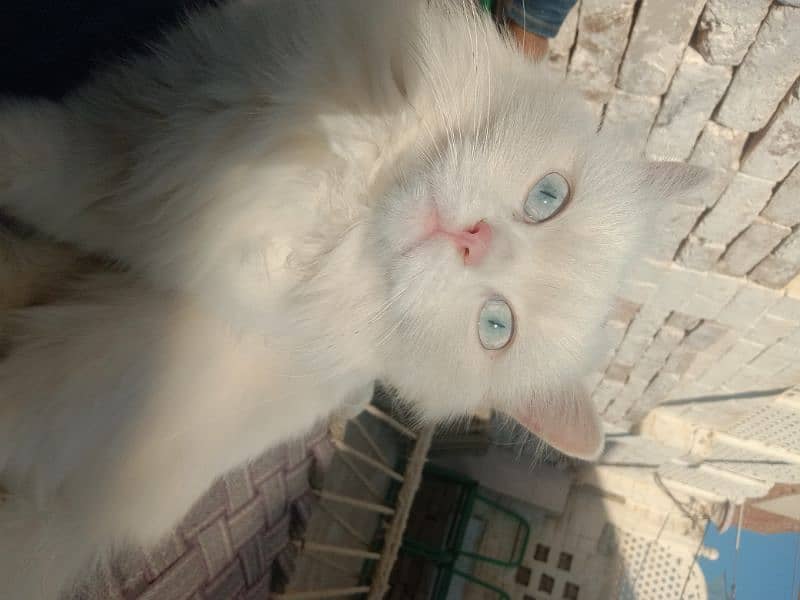 persian cat triple coat 11