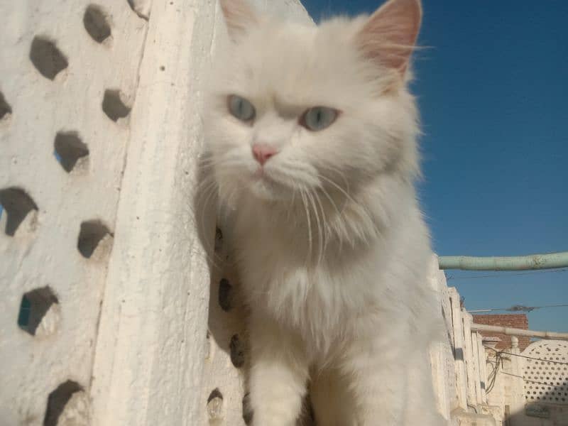 persian cat triple coat 12