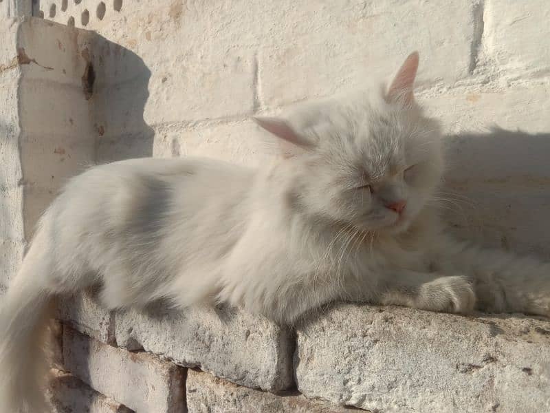 persian cat triple coat 13