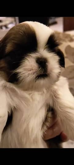 Shih Tzu High Quality Shitzu /Shihtzu Highly Pedigreed available