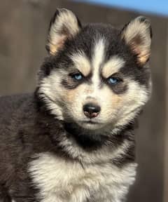 Siberian husky puppy | wolly Coat puppies | blue eye husky Dog