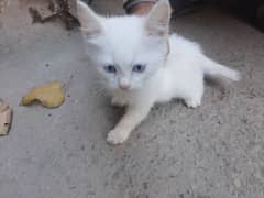 Persian cat kids 2 male 1 female