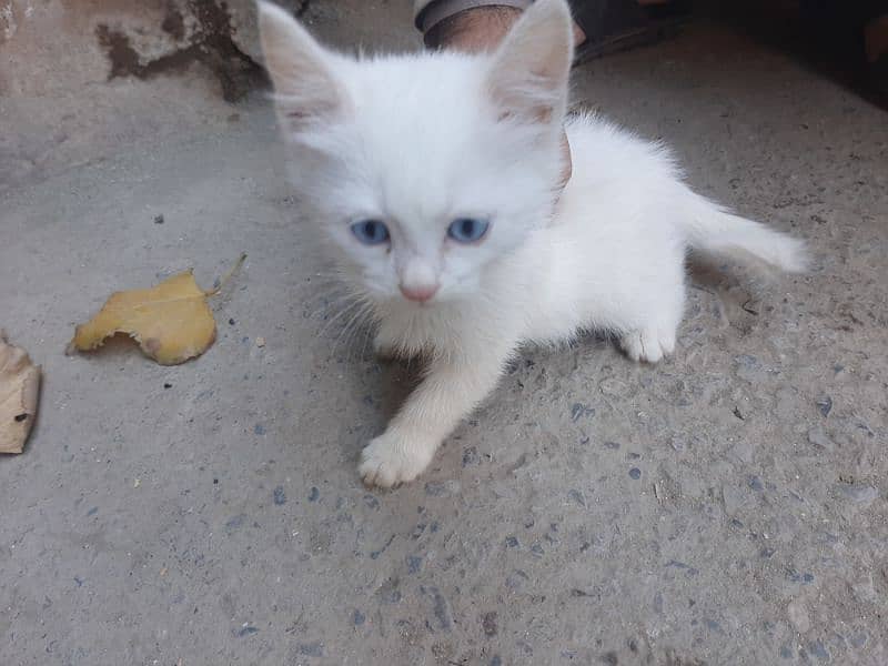 Persian cat kids 2 male 1 female 0