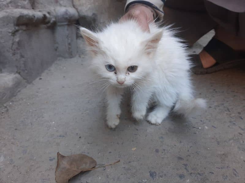 Persian cat kids 2 male 1 female 1