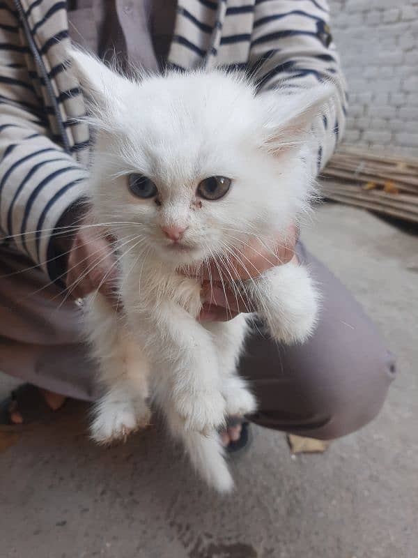 Persian cat kids 2 male 1 female 2