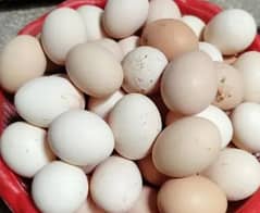 Desi Eggs for sale