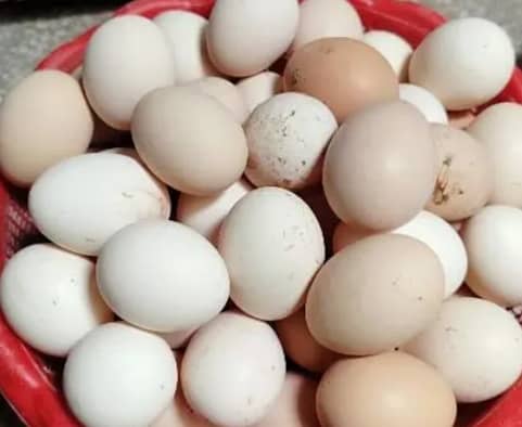 Desi Eggs for sale 0