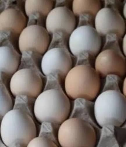 Desi Eggs for sale 1