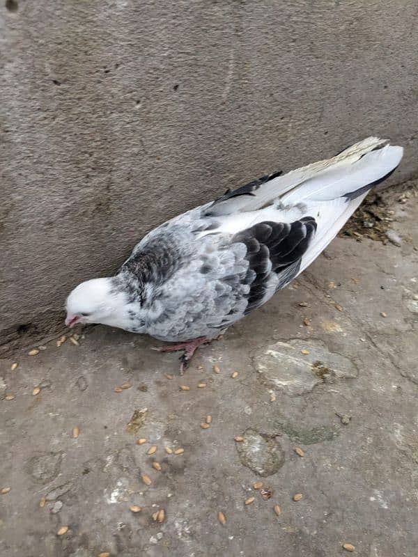 pigeons for sale 1