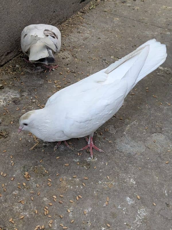 pigeons for sale 2