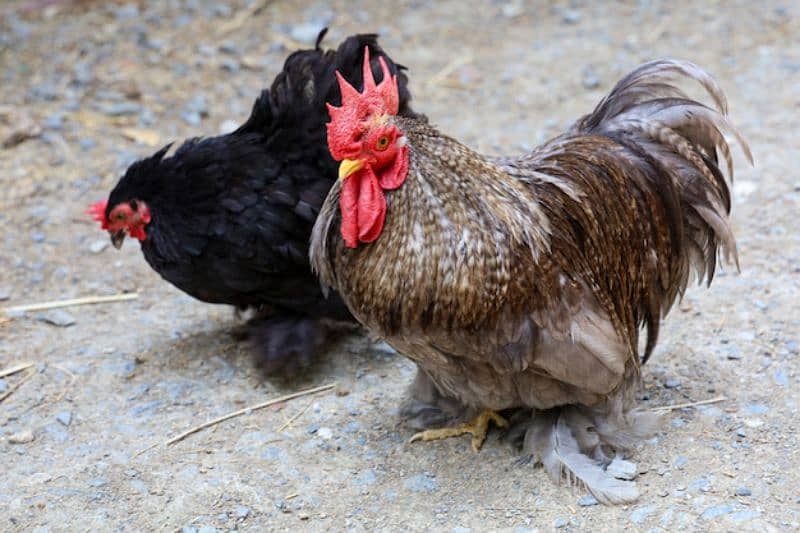 Bantam chicks mix color and japnes blacktail silver black 3