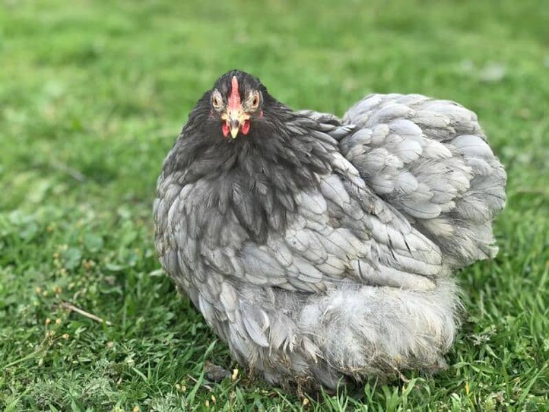 Bantam chicks mix color and japnes blacktail silver black 4