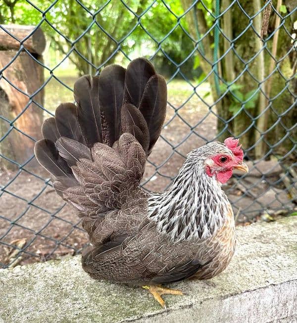 Bantam chicks mix color and japnes blacktail silver black 6