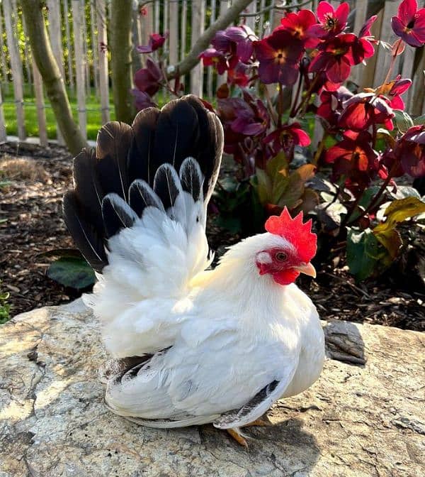 Bantam chicks mix color and japnes blacktail silver black 8