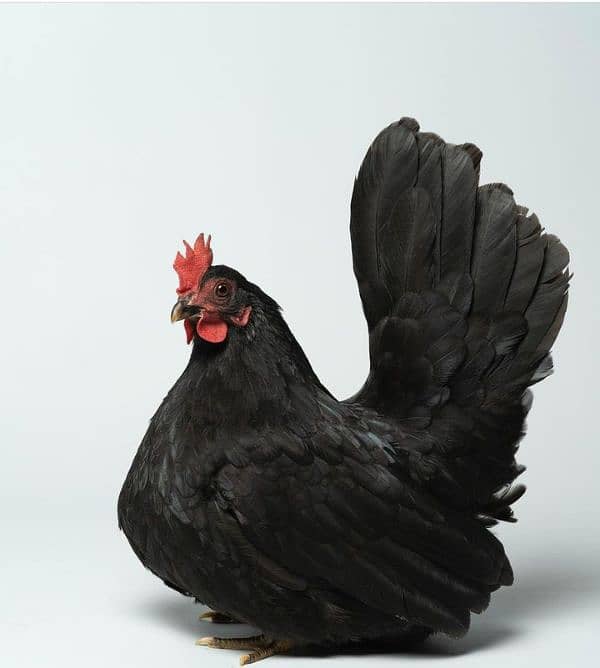 Bantam chicks mix color and japnes blacktail silver black 10