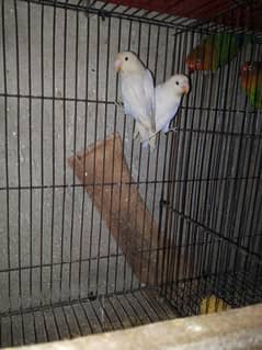 love birds breeder pair