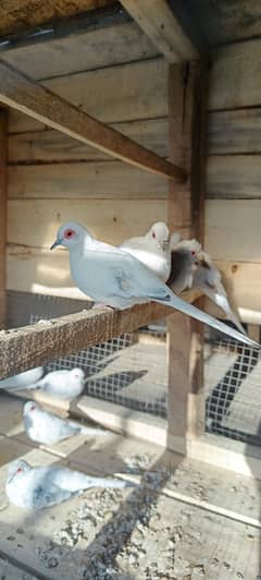 Pied Doves Breeder pairs