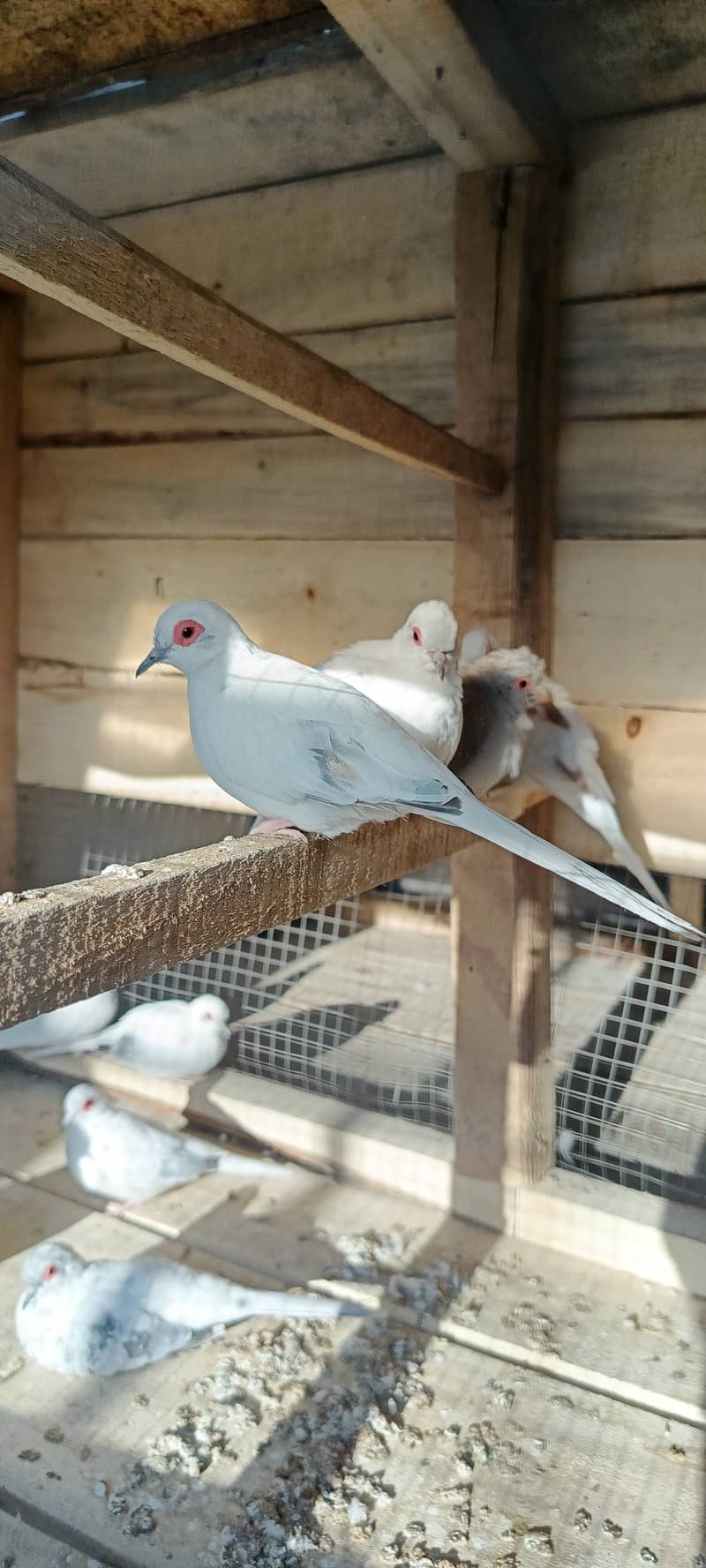 Pied Doves Breeder pairs 0