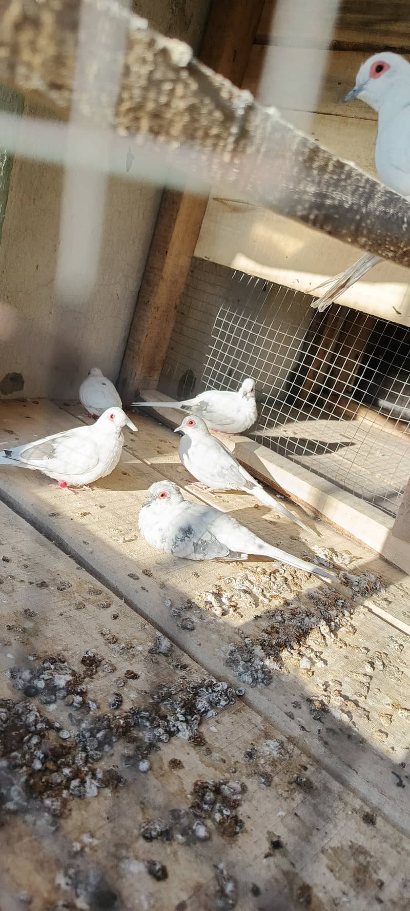 Pied Doves Breeder pairs 1