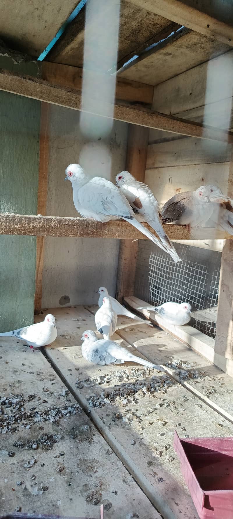 Pied Doves Breeder pairs 2