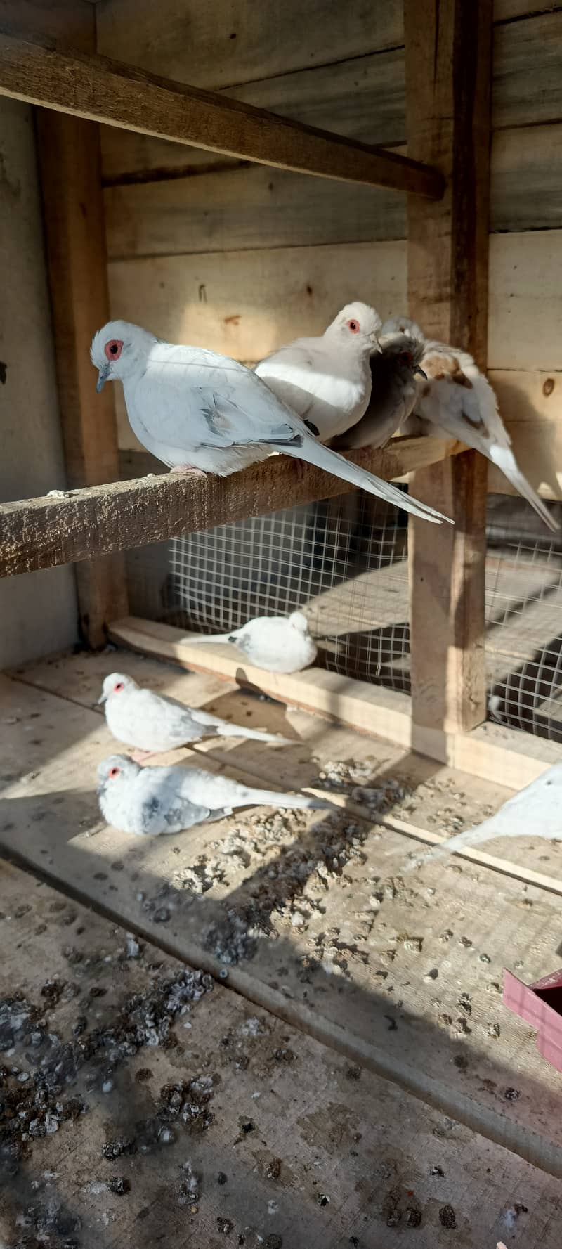 Pied Doves Breeder pairs 3