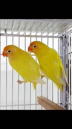 Love Birds