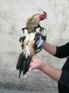 High Quality java murga for sale 03165389186