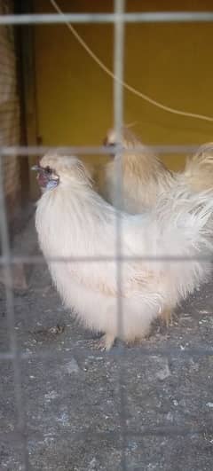 white silky fertile eggs