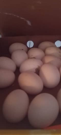 splash lace whyndott fertile eggs available on booking