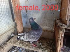 perwazi pigeon, male females, 2 patthy, sary band jore he,