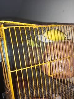 Premium Australian Parrots with Red Eyes – Limited Offer!