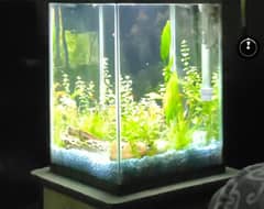 Aquarium with goldfishes and aquatic plants