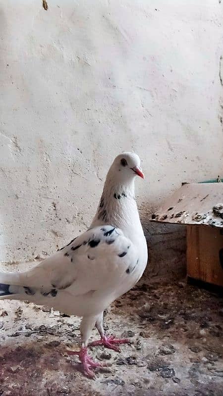 Mix fancy Pigeons/Healthy pigeon 0