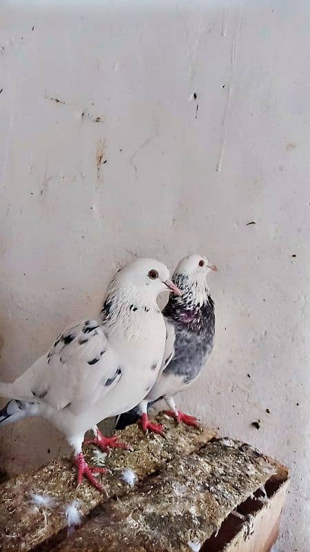 Mix fancy Pigeons/Healthy pigeon 1