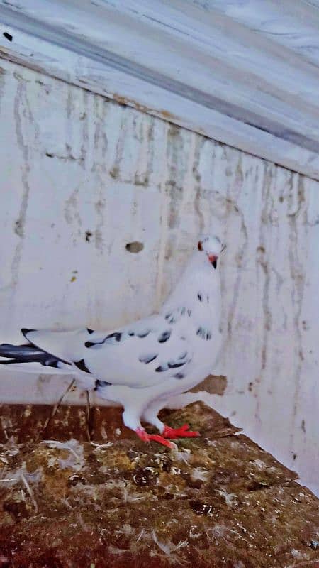 Mix fancy Pigeons/Healthy pigeon 2