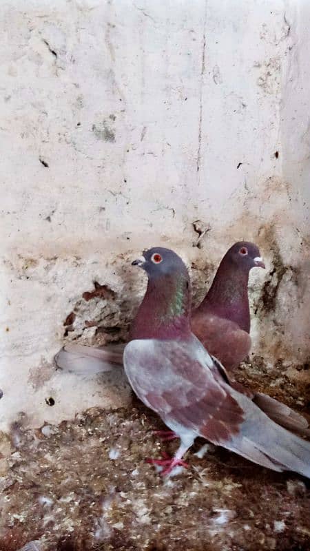 Mix fancy Pigeons/Healthy pigeon 3