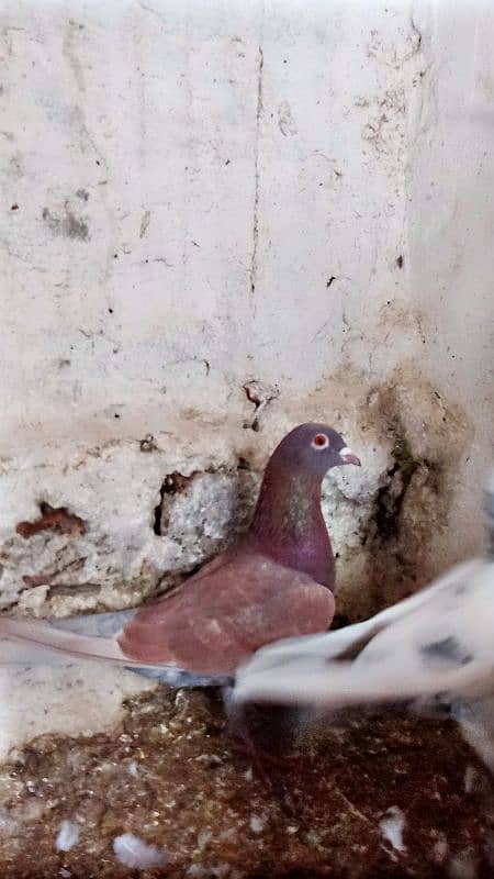 Mix fancy Pigeons/Healthy pigeon 4