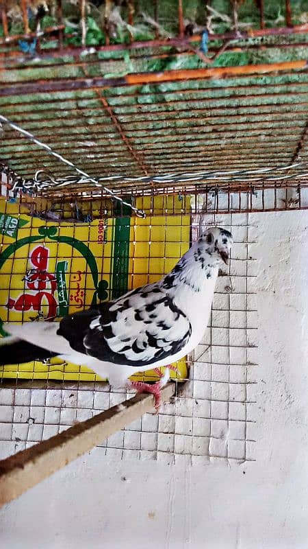 Mix fancy Pigeons/Healthy pigeon 5