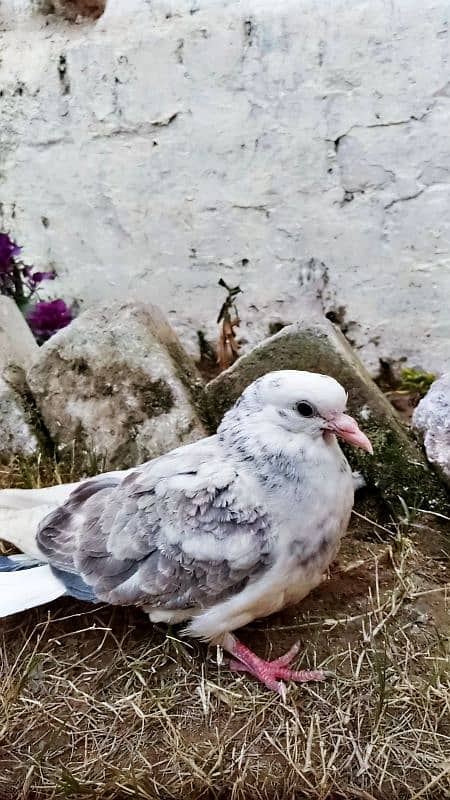 Mix fancy Pigeons/Healthy pigeon 6