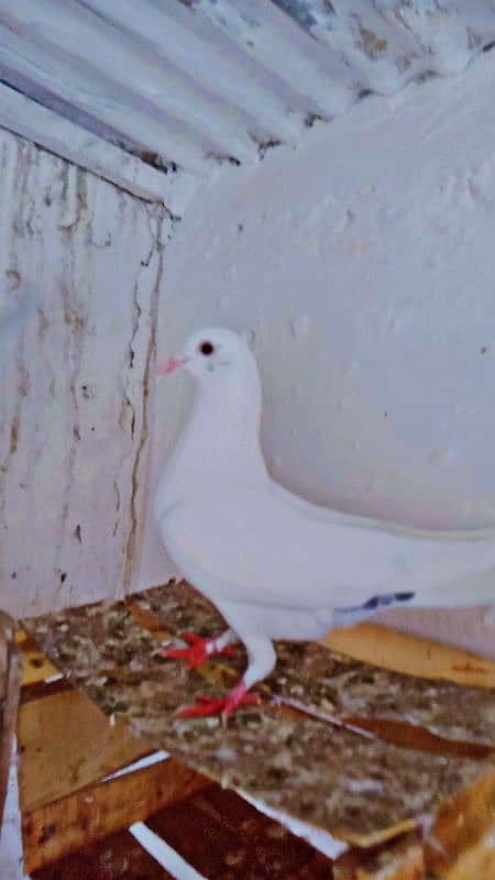 Mix fancy Pigeons/Healthy pigeon 7