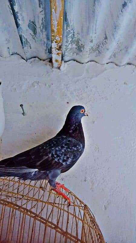 Mix fancy Pigeons/Healthy pigeon 8