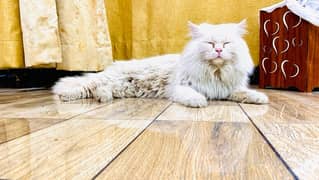 Persian vacinated male cat triple coat