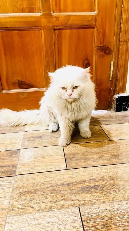 Persian vacinated male cat triple coat 1