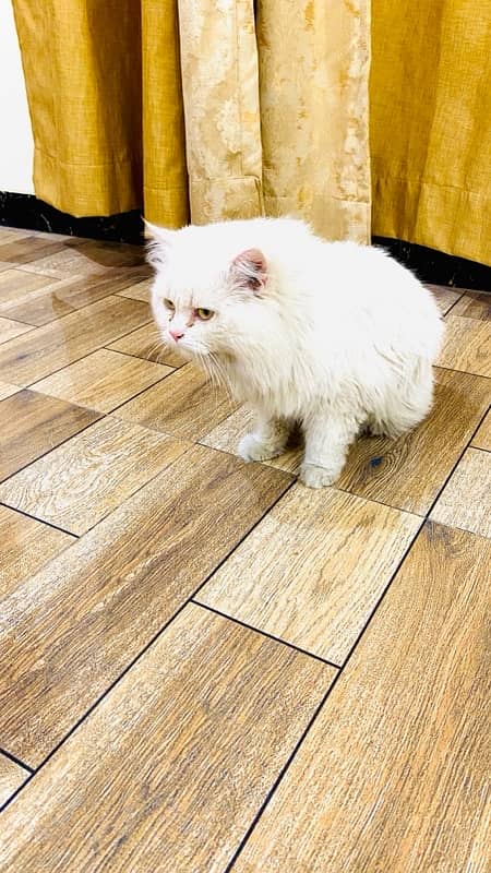 Persian vacinated male cat triple coat 2